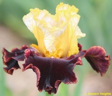 Iris TB, 'Tuscan Style' ﻿(M