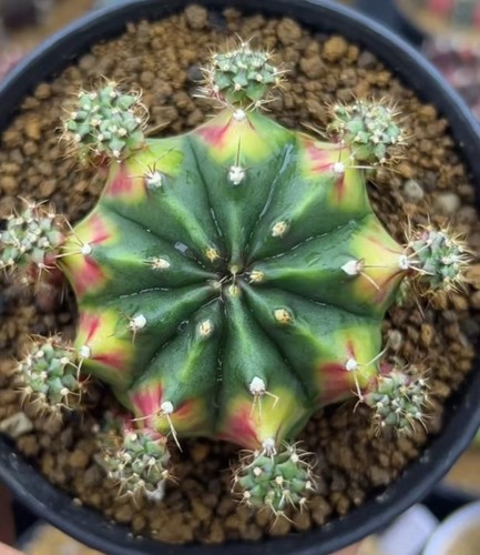 Gymnocalycium mihanovichi