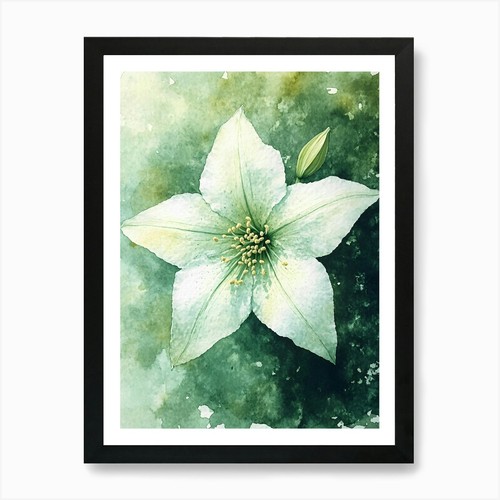 Acquerello fiore bianco - acquerello,