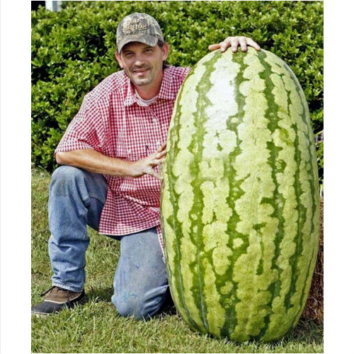 Semi anguria gigante - 15,