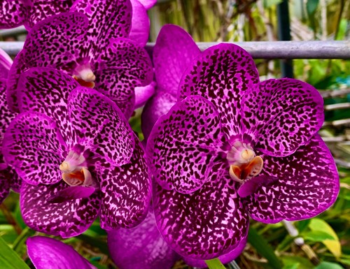 Vanda pink passion - pink, nuovo