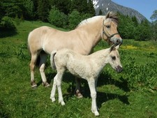 Fiordo Cavalli Pony su Erba