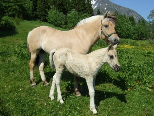 Fiordo cavalli pony erba - pony, su