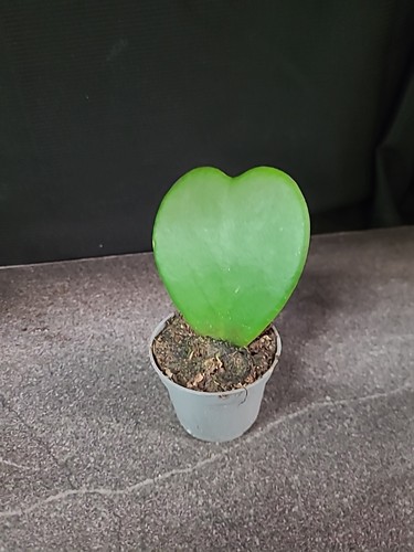 Piccola pianta cuore hoya - pianta,