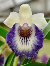 Profumo Cochleanthes 'Mystic