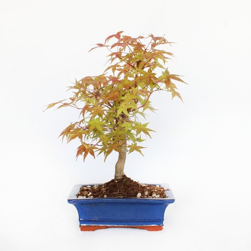 Bonsai acero palmato deshojo - bonsai,