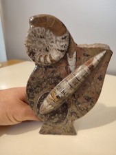 Scultura Fossile di Ammoniti e