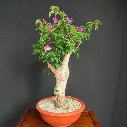 Pre bonsai bouganvillea - di,