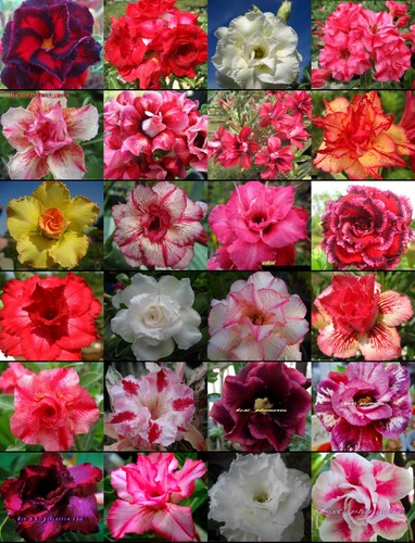 Adenium obesum identificato - adenium,