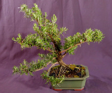 Bonsai ROSMARINO PROSTRATO