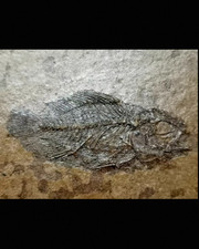 Squisito pesce pinna fossile