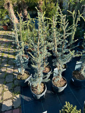 Cedrus libani Glauca cedro blu