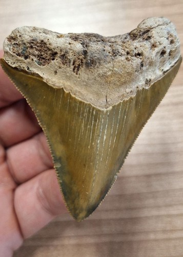 dente megalodonte