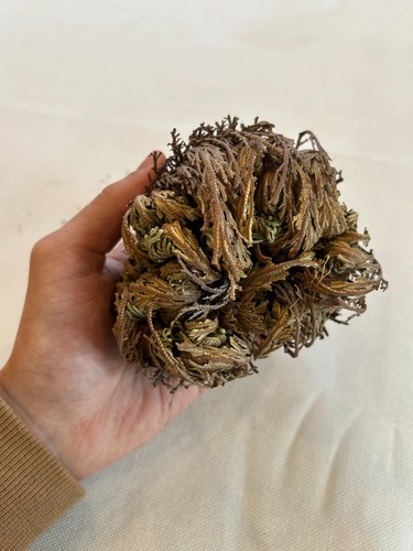 Rosa gerico del - gerico,,