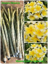 Talea di plumeria (Plumeria