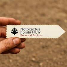 Notocactus horstii HU17 SEEDS