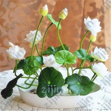 10 Graines Fleur de LOTUS