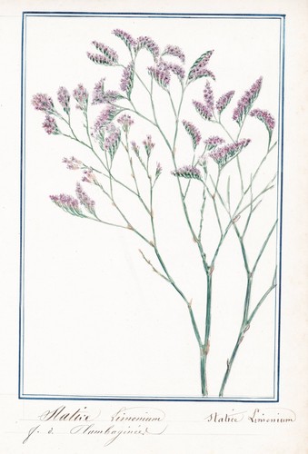 Statice limonium strandflieder - statice,