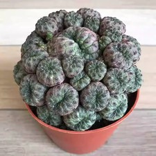 Multitesta Sulcorebutia