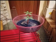 Vaschetta per tartarughe d'acqua dolce