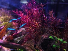 Rotala Rotundifolia 'H'Ra'