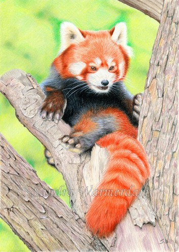 panda disegno