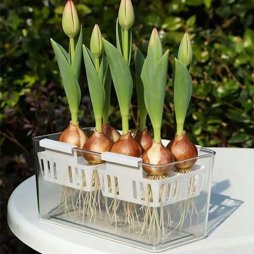 Kit coltivazione tulipani - kit,