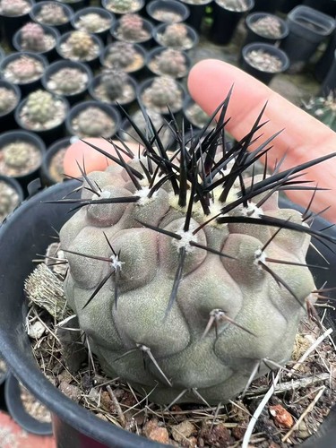 1pcs 5cm copiapoa - 1pcs, 3,5-4,5cm
