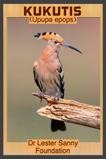 Kukutis (Upupa epops) Audubon