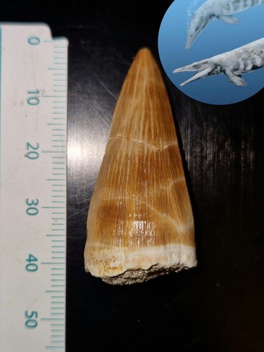 Dente fossile mosasauro - dente,