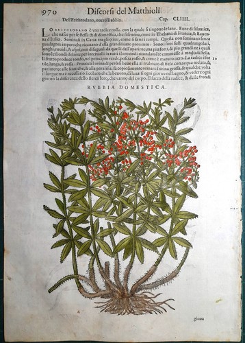 Stampa antica mattioli - antica,