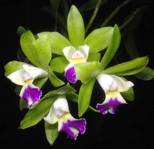 Cattleychea landwoods pianta - cattleychea, landwoods,