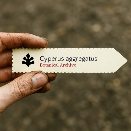 Cyperus aggregatus seeds - cyperus,