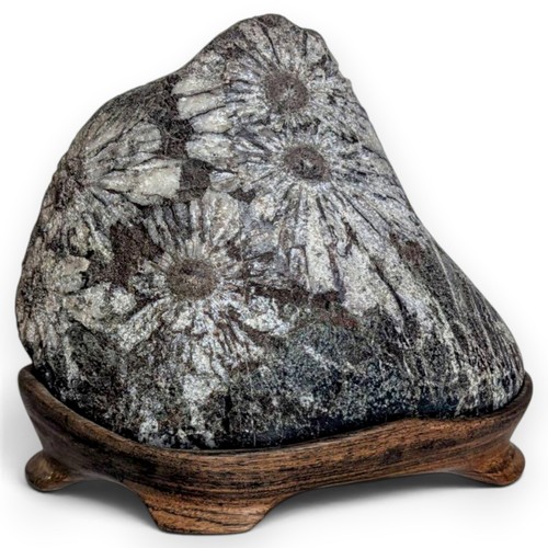 Suiseki pietra fiore vista - suiseki,