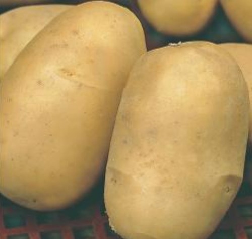 Patata ausoniya g - patata,
