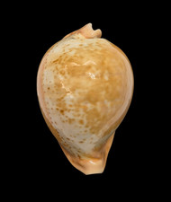 Conchiglia shell cypraea - shell,
