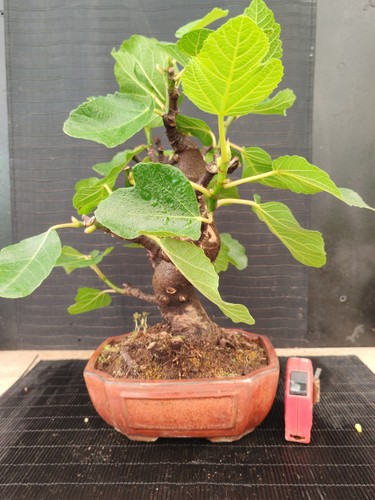 Bonsai fico 44 cm - ,