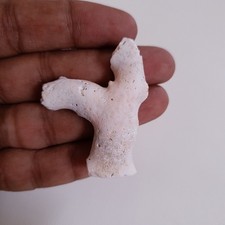 Corallo bianco di barriera