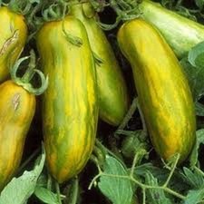 50 SEMI DI POMODORO VERDE