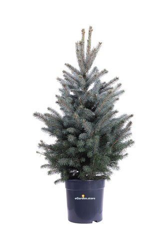 Pianta abete blu - abete, picea