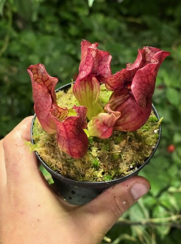 Sarracenia purpurea - purpurea, sp