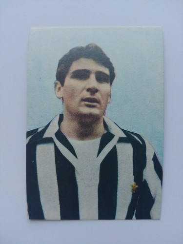 leoncini
