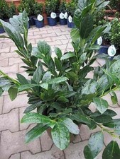 Prunus laurocerasus van Nes -