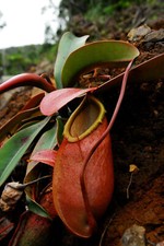 NEPENTHES MERRILLIANA - Pianta carnivora, 10 semi
