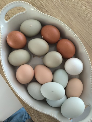 Uova feconde fertili razza - uova,