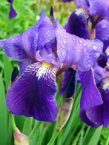 Iris germanica pianta - , viola