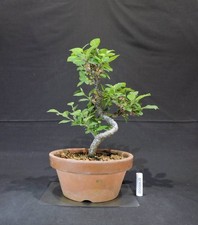 Piantina bonsai ciliegio - piantina, di