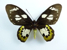 Ornithoptera meridionalis