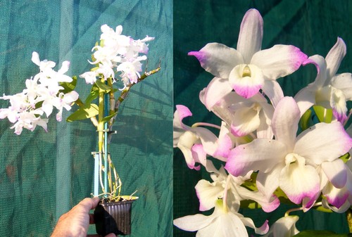 Dendrobium angel baby x - angel,