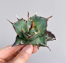 5~6cm Agave titanota Hades